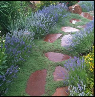 Wet rock pathway with lavendar